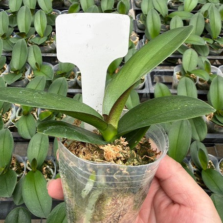 176697018051-Phal.%20Fusheng's%20Bridal%20Dress%20%C3%97%20Yushan%20Pink%20Baby%20%E6%A4%8D%E6%A0%AA2.5''1.jpg