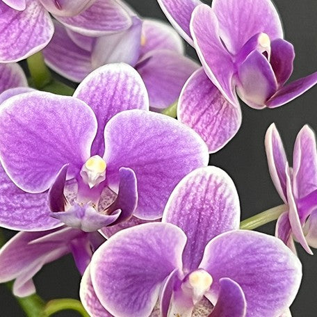 176697143211-Phal.%20Ching%20Ann%20Minnie%20%E8%8A%B15.jpg