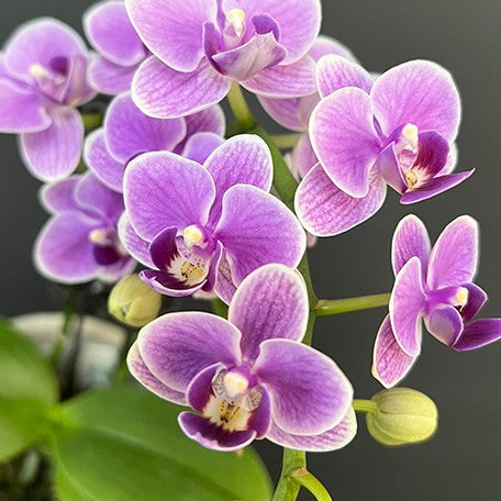 176697143224-Phal.%20Ching%20Ann%20Minnie%20%E8%8A%B16.jpg
