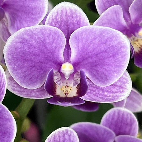 176697143242-Phal.%20Ching%20Ann%20Minnie%20%E8%8A%B13.jpg