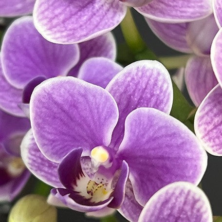 176697143257-Phal.%20Ching%20Ann%20Minnie%20%E8%8A%B14.jpg