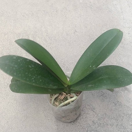 176699494480-Phal.%20OX%20Emerald%20%E6%A4%8D%E6%A0%AA%203''1.jpg