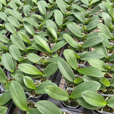 176699562416-Phal.%20Tying%20Shin%20Black%20Bear%20%E6%A4%8D%E6%A0%AA2.5''2.jpg