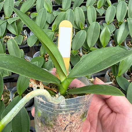 176699562479-Phal.%20Tying%20Shin%20Black%20Bear%20%E6%A4%8D%E6%A0%AA2.5''1.jpg