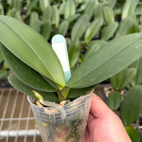 176699648429-Phal.%20Fuller's%20Sunset%20'Golden%20Girl'%20%E6%A4%8D%E6%A0%AA2.5''3.jpg