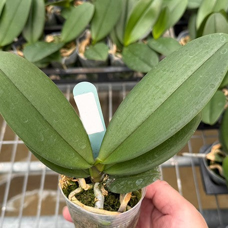 176699648436-Phal.%20Fuller's%20Sunset%20'Golden%20Girl'%20%E6%A4%8D%E6%A0%AA2.5''2.jpg