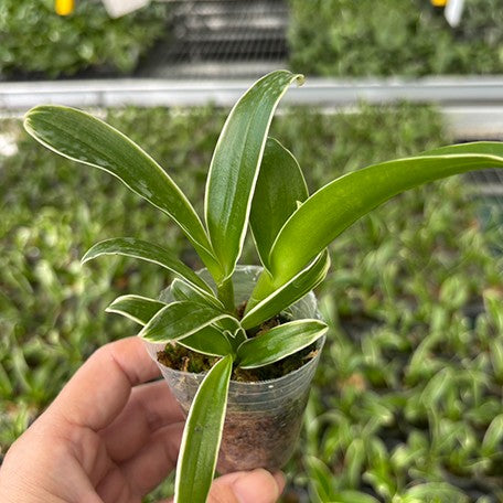 176708334833-Den.%20Burana%20Sundae%20(variegata)%20%E6%A4%8D%E6%A0%AA1.7''2.jpg