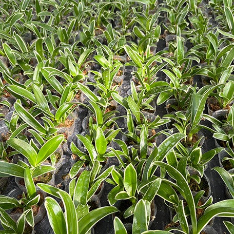 176708334892-Den.%20Burana%20Sundae%20(variegata)%20%E6%A4%8D%E6%A0%AA1.7''1.jpg
