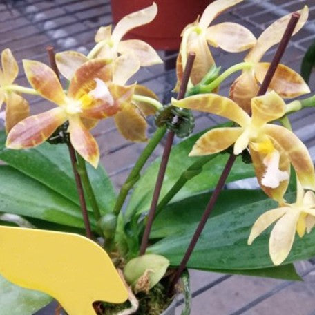 176716374750-Phal.%20((Sin-Yaun%20Golden%20Beauty%20%C3%97%20Tzu%20Chiang%20Orange)%20%C3%97%20Meen%20Estrella)%20'1530'%20%E8%8A%B11.jpg