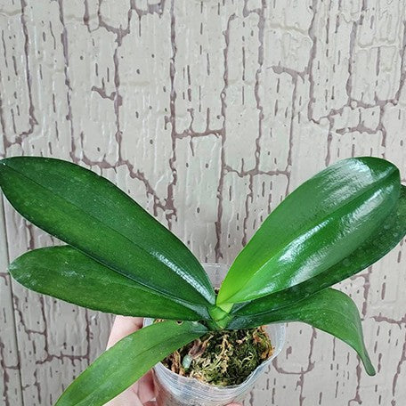 176716445274-Phal.%20((Sin-Yaun%20Golden%20Beauty%20%C3%97%20Tzu%20Chiang%20Orange)%20%C3%97%20Meen%20Estrella)%20'1530'%20%E6%A4%8D%E6%A0%AA2.5''2.jpg