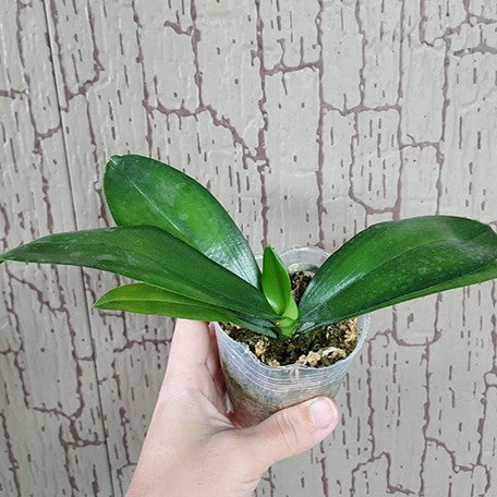 176716445284-Phal.%20((Sin-Yaun%20Golden%20Beauty%20%C3%97%20Tzu%20Chiang%20Orange)%20%C3%97%20Meen%20Estrella)%20'1530'%20%E6%A4%8D%E6%A0%AA2.5''1.jpg
