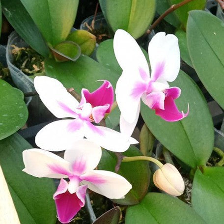176717088427-Phal.%20Fusheng's%20Bridal%20Dress%20%C3%97%20Yushan%20Pink%20Baby%20%E8%8A%B14.jpg
