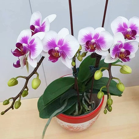 176717088441-Phal.%20Fusheng's%20Bridal%20Dress%20%C3%97%20Yushan%20Pink%20Baby%20%E8%8A%B13.jpg