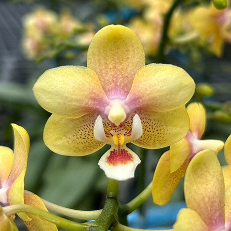 176734321957-Phal.%20Ron-E%20Glamor%20'3202'%20%E8%8A%B14.jpg