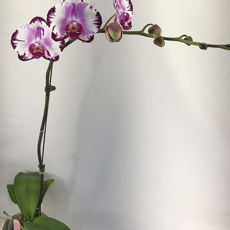 176734350750-Phal.%20Yushan%20Dance%20of%20Flames%20%E8%8A%B12.jpg
