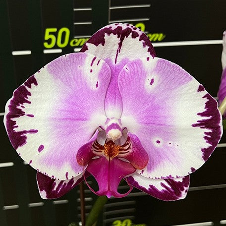 176734350755-Phal.%20Yushan%20Dance%20of%20Flames%20%E8%8A%B11.jpg
