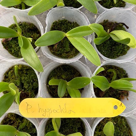 176757703531-Phal.%20hygrochila%20%E6%BF%95%E5%94%87%E8%98%AD%20%E6%A4%8D%E6%A0%AA1.7''%202.jpg