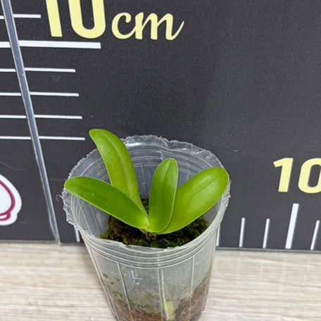 176757703544-Phal.%20hygrochila%20%E6%BF%95%E5%94%87%E8%98%AD%20%E6%A4%8D%E6%A0%AA1.7''%201.jpg