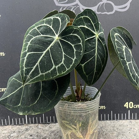 176757831617-Anthurium%20Clarinervium%20%E6%A4%8D%E6%A0%AA3.5''1.jpg
