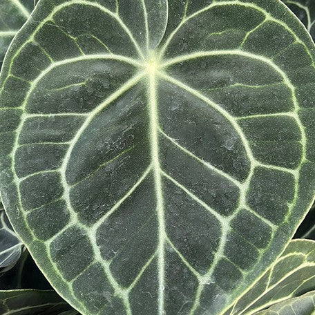 176757831672-Anthurium%20Clarinervium%20%E6%A4%8D%E6%A0%AA3.5''2.jpg