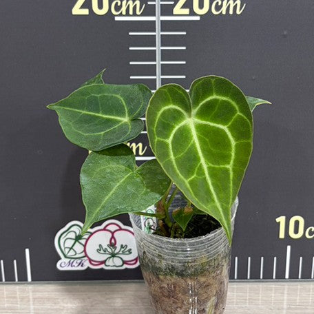 176757849535-Anthurium%20Clarinervium%20%E6%A4%8D%E6%A0%AA2.5''1.jpg