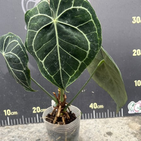 176757896464-Anthurium%20Clarinervium%20%E6%A4%8D%E6%A0%AA3''1.jpg