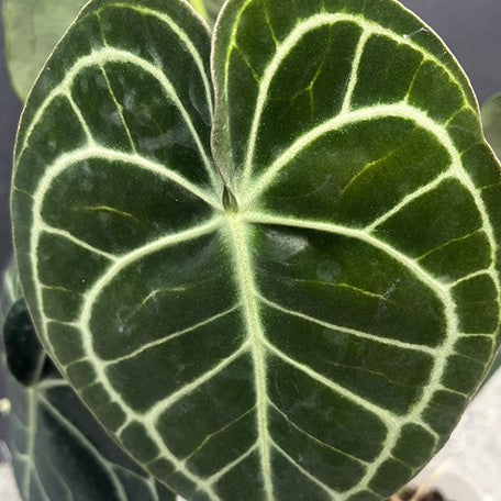 176757896477-Anthurium%20Clarinervium%20%E6%A4%8D%E6%A0%AA3''3.jpg