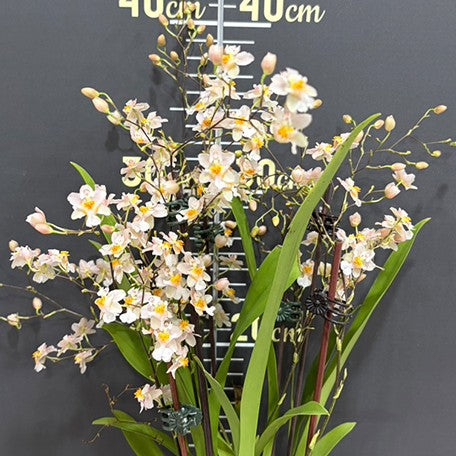 176758045615-Onc.%20Twinkle%20'Fragrance%20Fantasy'%20%E7%99%BD%E5%A4%A2%E9%A6%99%20%E8%8A%B12.jpg