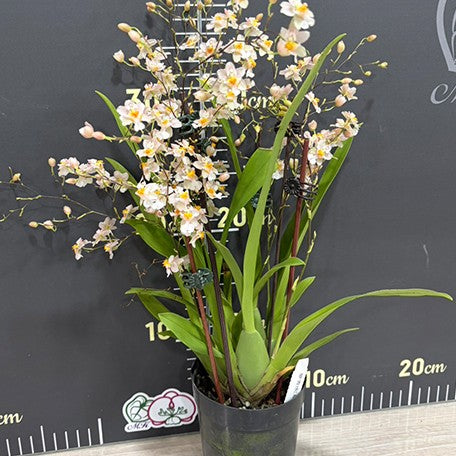 176758060384-Onc.%20Twinkle%20'Fragrance%20Fantasy'%20%E7%99%BD%E5%A4%A2%E9%A6%99%20%E6%A4%8D%E6%A0%AA2.5''2.jpg