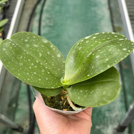 176769141630-Phal.%20Mituo%20King%20'Big%20Pink'%20%E6%A4%8D%E6%A0%AA2.5''1.jpg