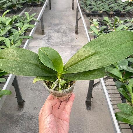 176769361892-Phal.%20Aber%20Ambo%20'Chartreuse'%20%E6%A4%8D%E6%A0%AA2.5''1.jpg