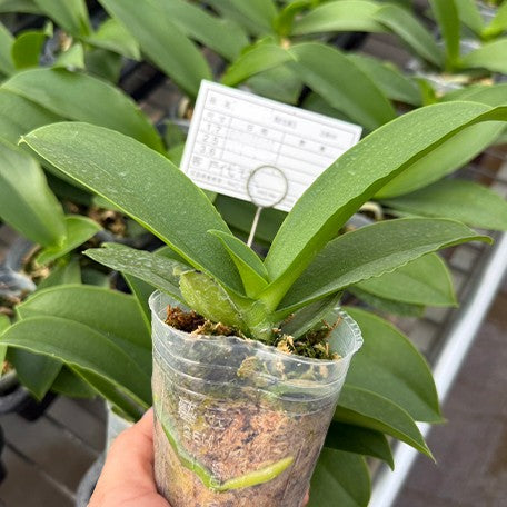176769546015-Phal.%20Miki%20Pink%20Panther%20(peloric%20-%203%20lips)%20%E6%A4%8D%E6%A0%AA2.5''1.jpg