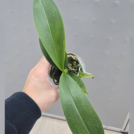 176784030940-Phal.%20Liu's%20Triprince%20'Pink'%20(peloric%20-%202%20eyes)%20%E6%A4%8D%E6%A0%AA2.5''1.jpg