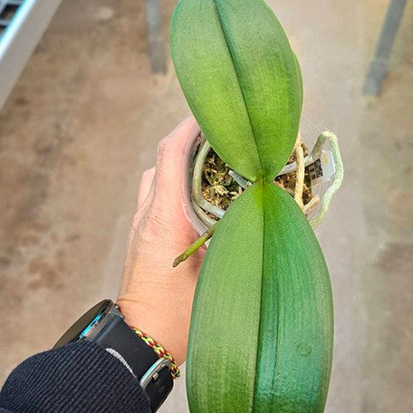 176785990524-Phal.%20Miki%20Black%20Angel%20'364'%20%E6%A4%8D%E6%A0%AA2.5''1.jpg