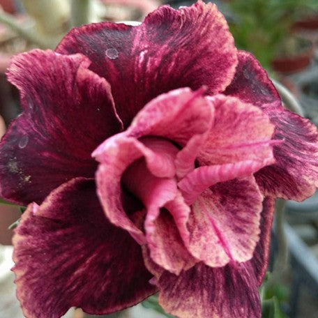 176793989753-Adenium%20obesum%20'Pandora'%20%E8%8A%B11.jpg