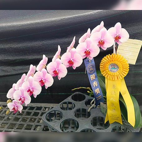 176818865692-Phal.%20Sakura%20Hime%20%E8%8A%B14.jpg