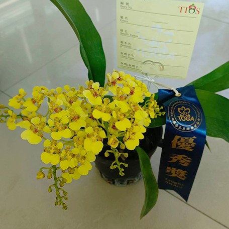 176818899218-Onc.%20ampliatum%20%C3%97%20sib%20%E8%8A%B14.jpg