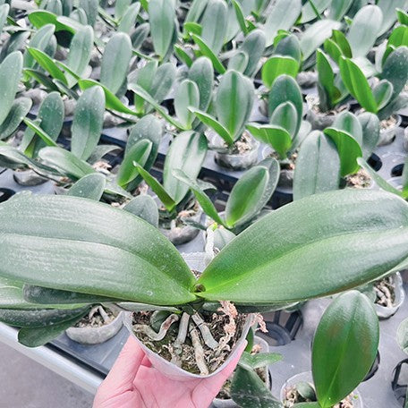 176819053118-Phal.%20%20Harck%20Antique%202.5''%20%E6%A4%8D%E6%A0%AA2.jpg
