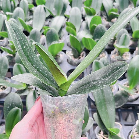 176819053152-Phal.%20%20Harck%20Antique%202.5''%20%E6%A4%8D%E6%A0%AA1.jpg