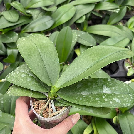 176827339649-Phal.Micaela%20Florence(speciosa%20%C3%97%20Lioulin%20R%20Lip)%20%E6%A4%8D%E6%A0%AA2.5''1.jpg