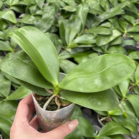 176827375241-Phal.%20Jungo%20Cherry%20%E6%A4%8D%E6%A0%AA2.5''1.jpg