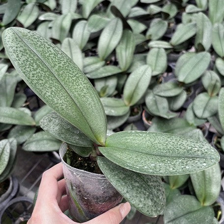 176827444097-Phal.%20Pinlong%20Cheris%20%E6%A4%8D%E6%A0%AA2.5''1.jpg