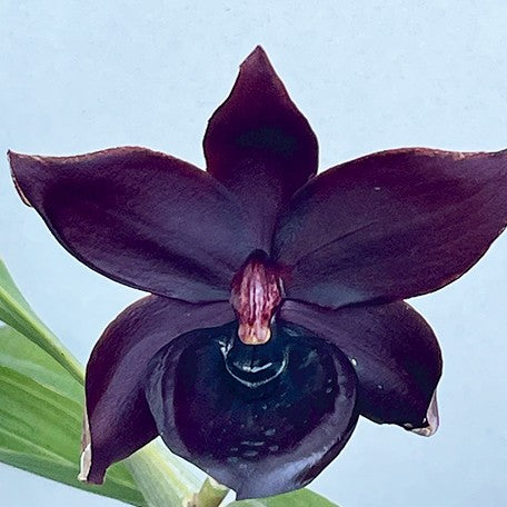 176828742626-Cyc.%20Taiwan%20Black%20Pearl%20%E8%8A%B11.jpg
