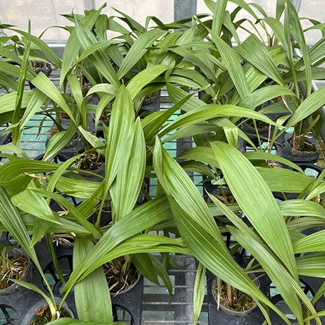 176855420539-Coryanthes%20vasquezii%20'Colombia'%20%C3%97%20sib%20%E6%A4%8D%E6%A0%AA2.5''2.jpg