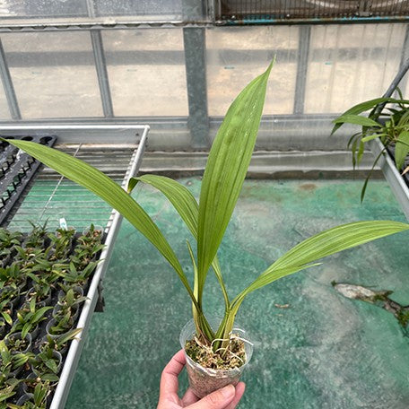 176855420559-Coryanthes%20vasquezii%20'Colombia'%20%C3%97%20sib%20%E6%A4%8D%E6%A0%AA2.5''1.jpg
