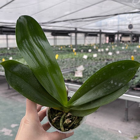 176855736352-Phal.%20Yaphon%20Christmas%20'Honey%20lemon'%20%E6%A4%8D%E6%A0%AA2.5''1.jpg