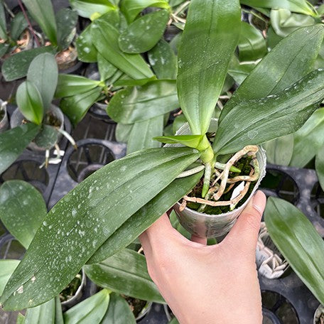 176855811149-Phal.%20Lyndon%20Mix%20Zebra%20'869'%20%E6%A4%8D%E6%A0%AA2.5''1.jpg
