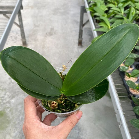 176881874421-Phal.%20amabilis%20%C3%97%20sib%20%E6%A4%8D%E6%A0%AA2.5''1.jpg
