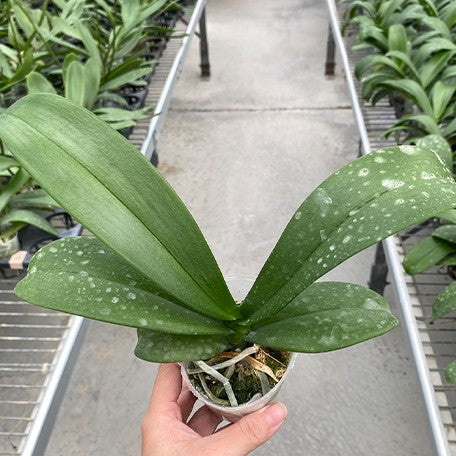 176889762296-Phal.%20I-Hsin%20Camile%20%E6%A4%8D%E6%A0%AA2.5''1.jpg