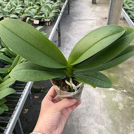 176889845278-Phal.%20Lioulin%20R%20Lip%20'1274'%20%E6%A4%8D%E6%A0%AA2.5''1.jpg
